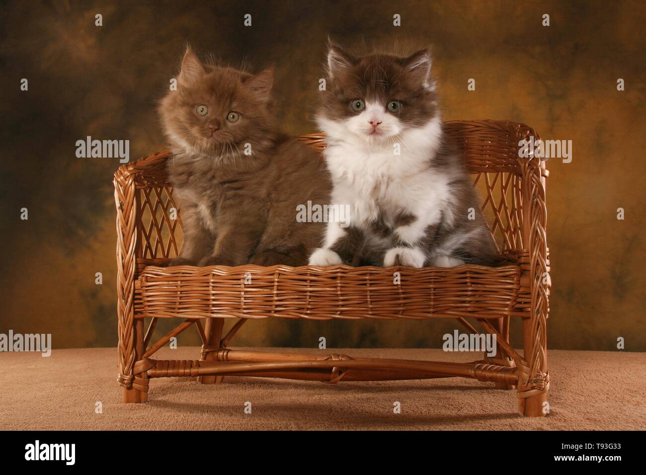 2 Highlander Kitten Stock Photo