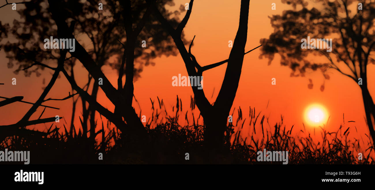 Sunset, trees and grass 3D illustration Stock Photo