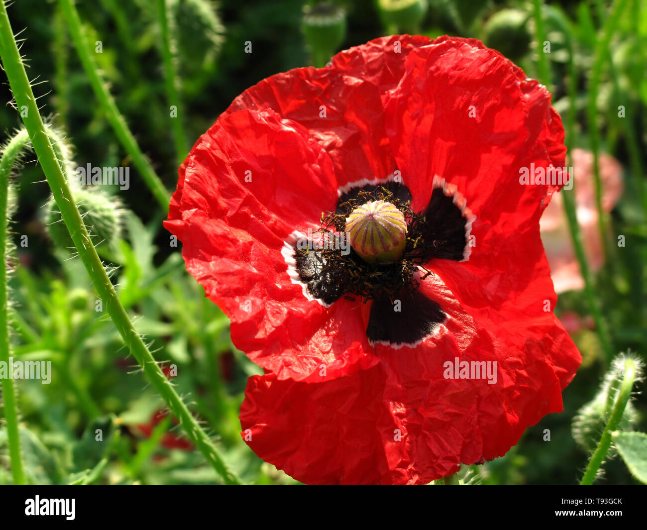 Opium bed hi-res stock photography and images - Alamy