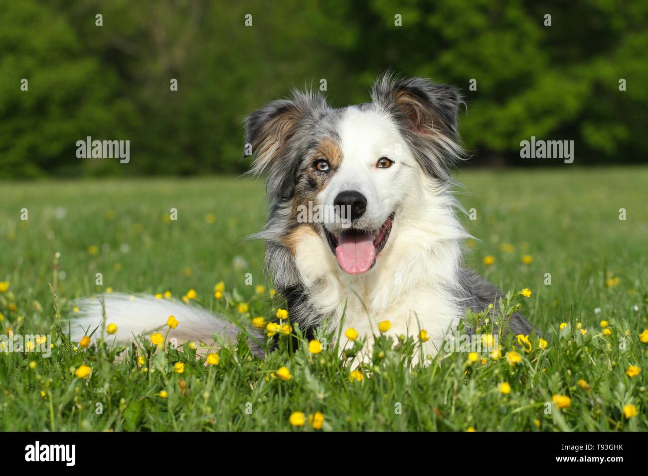 lying Border Collie Stock Photo - Alamy