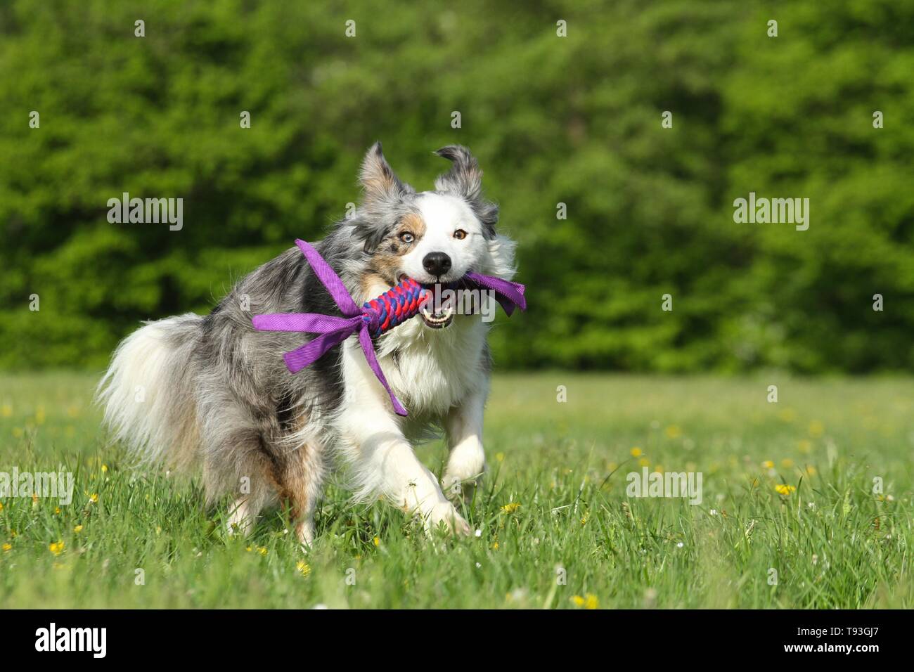 playing Border Collie Stock Photo - Alamy