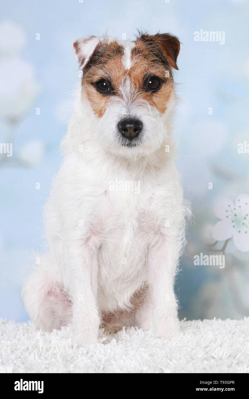 sitting Jack Russell Terrier Stock Photo