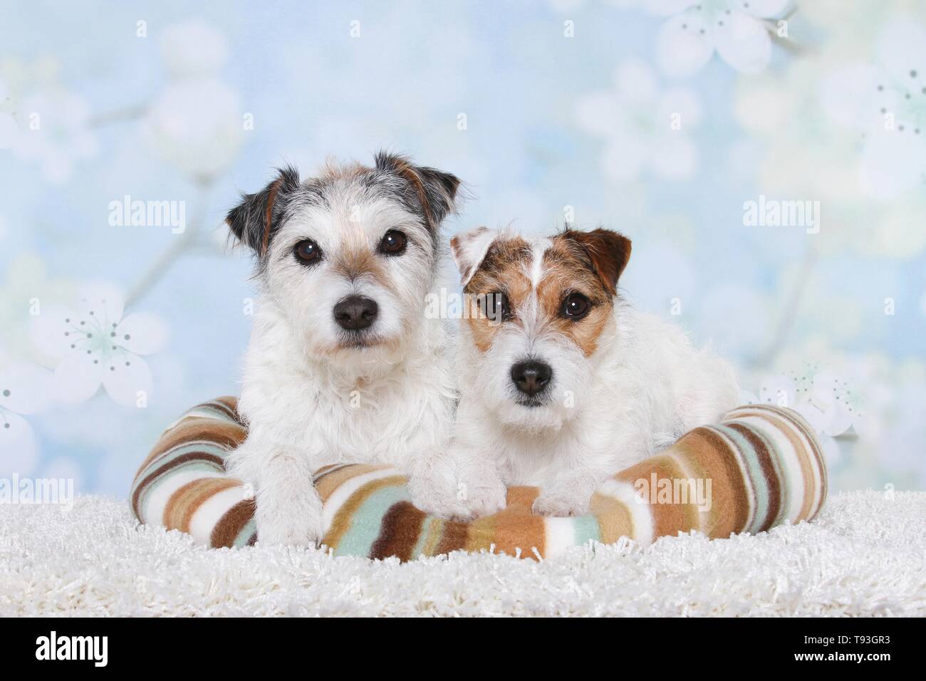 Jack &amp; Parson Russell Terrier Stock Photo