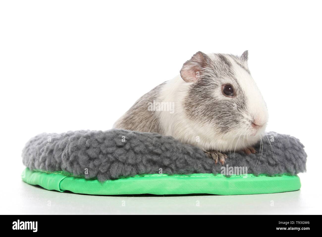 smoothhaired guinea pig Stock Photo