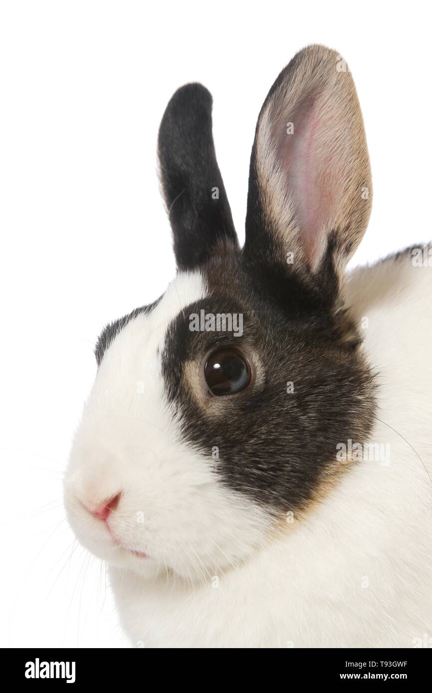dwarf rabbit Stock Photo