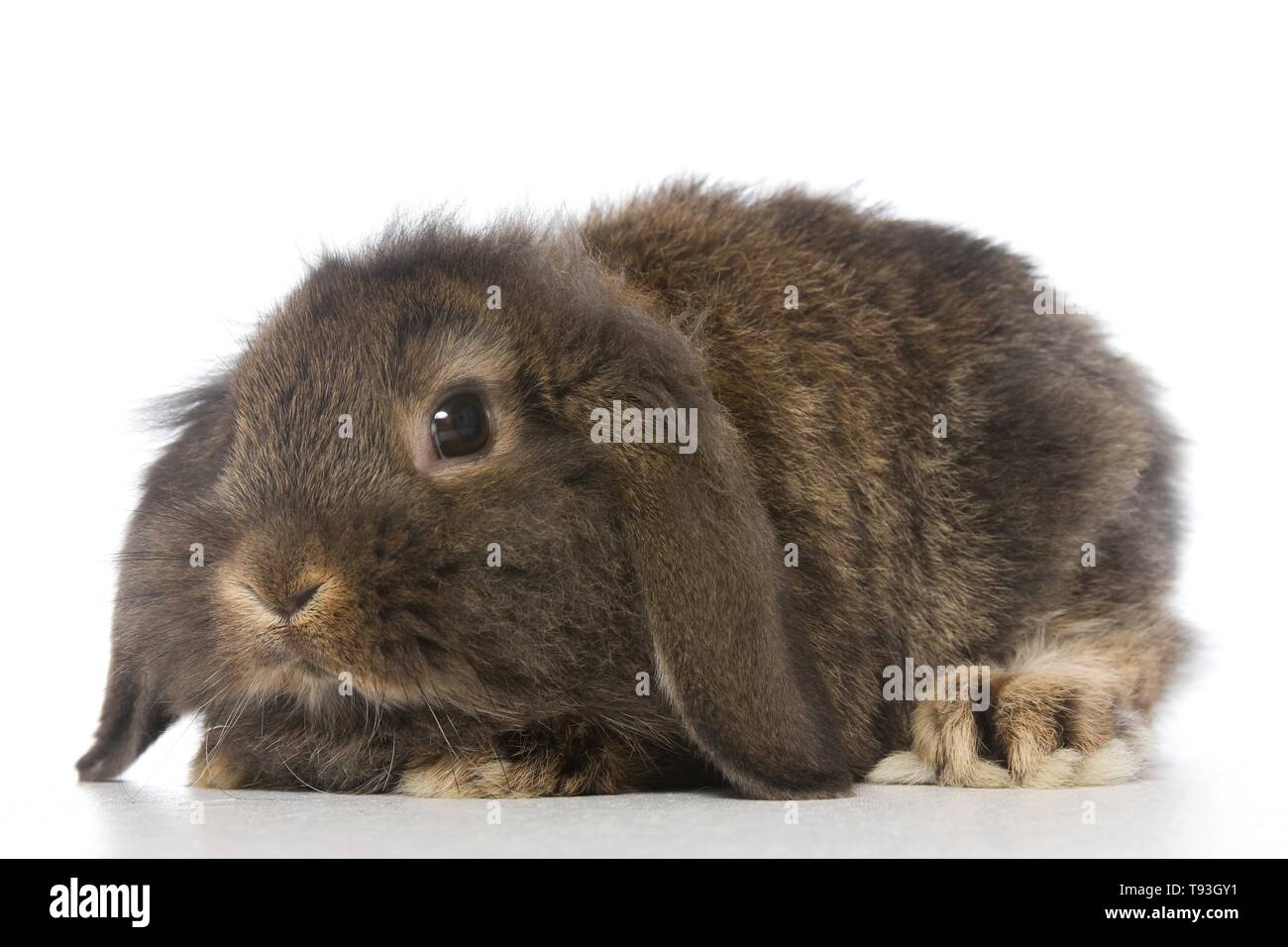 teddy lop rabbit