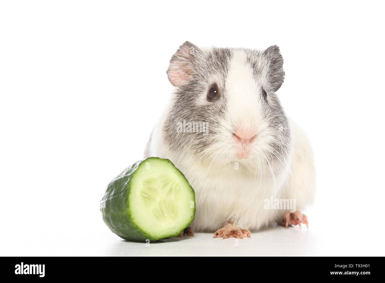 smoothhaired guinea pig Stock Photo