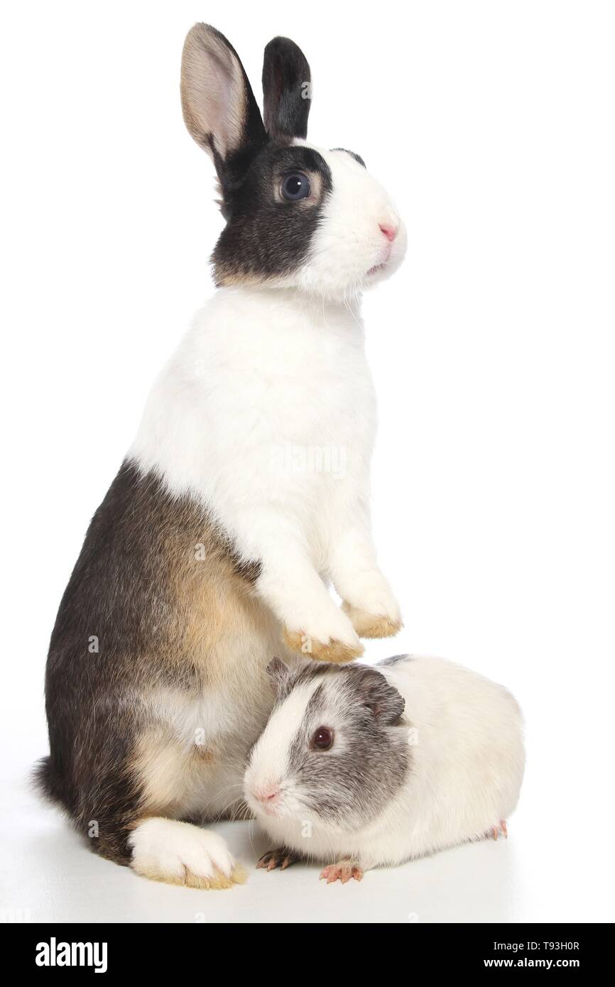 Netherland Dwarf And Smooth Haired Guinea Pig Stock Photo