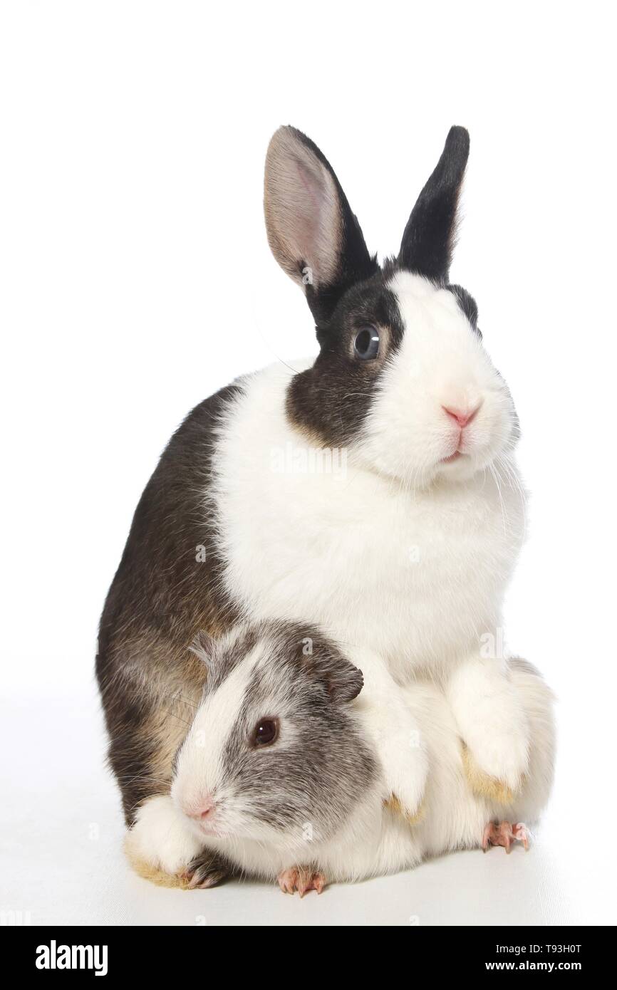Netherland Dwarf And Smooth Haired Guinea Pig Stock Photo