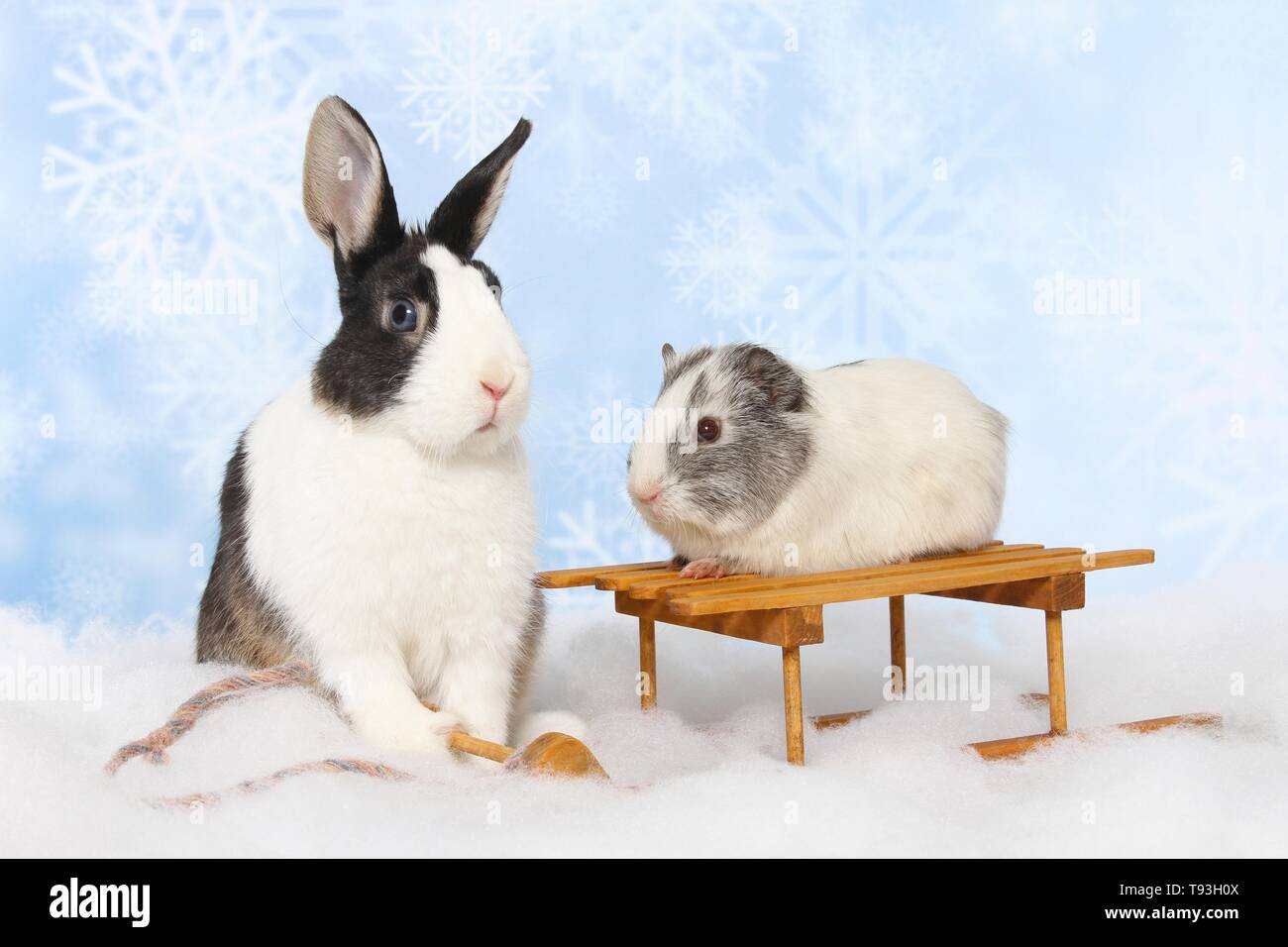 Netherland Dwarf And Smooth Haired Guinea Pig Stock Photo