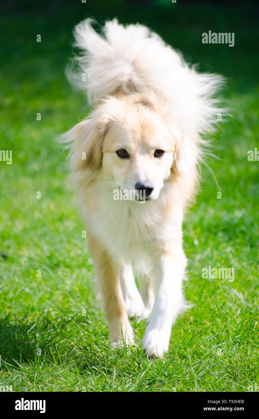 Golden haired adopted dog walking on grass in the sun Stock Photo