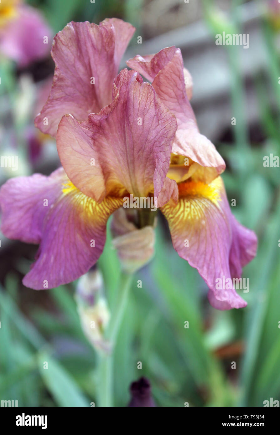 Beautiful purple flower in bloom on a crisp spring morning,The iris flower closeup, Stock Photo