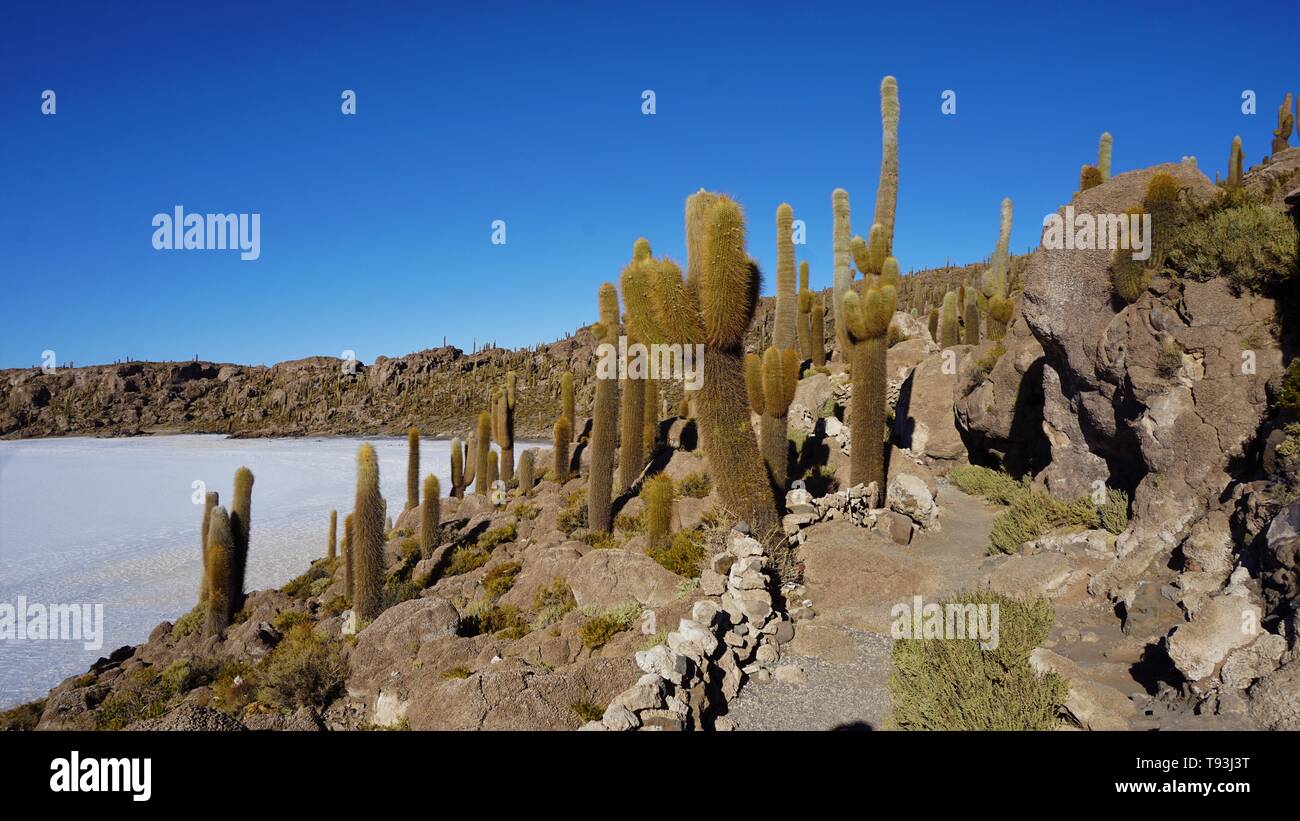 Isla Incahuasi, Salar de Uyuni Stock Photo