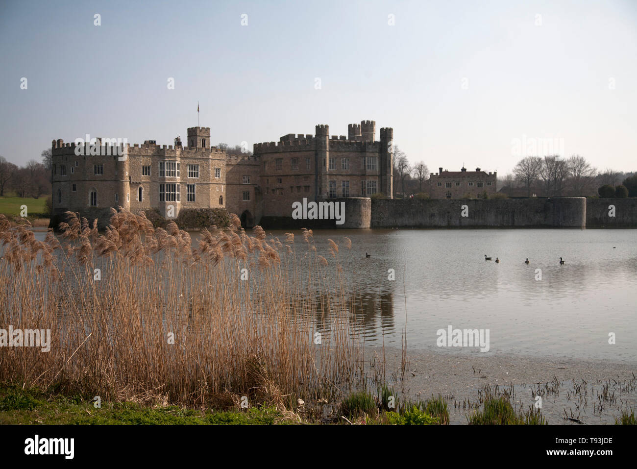 reeds and moat leeds castle maidstone kent england Stock Photo