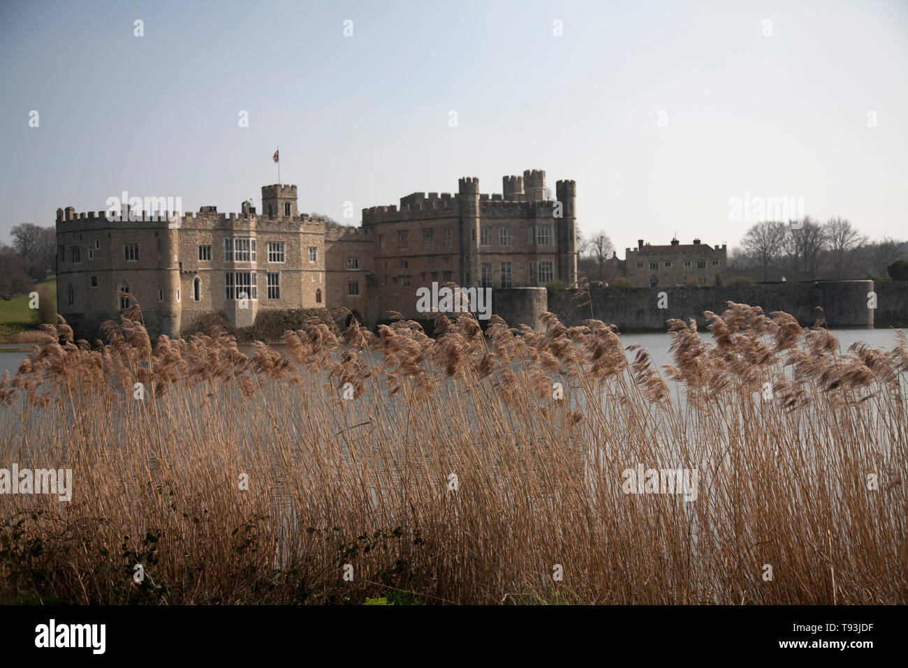 reeds and moat leeds castle maidstone kent england Stock Photo Alamy