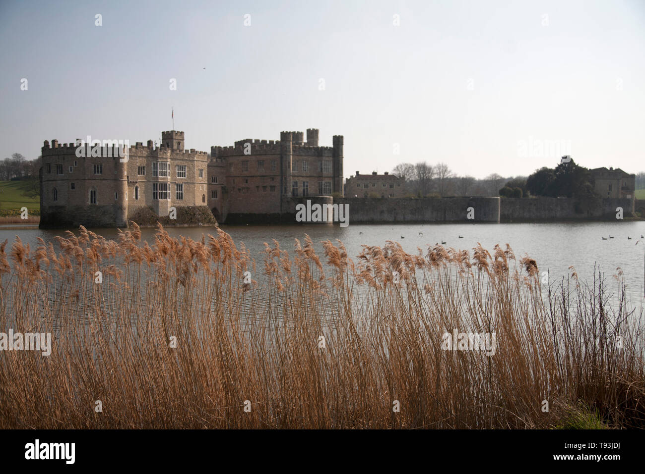 reeds and moat leeds castle maidstone kent england Stock Photo Alamy