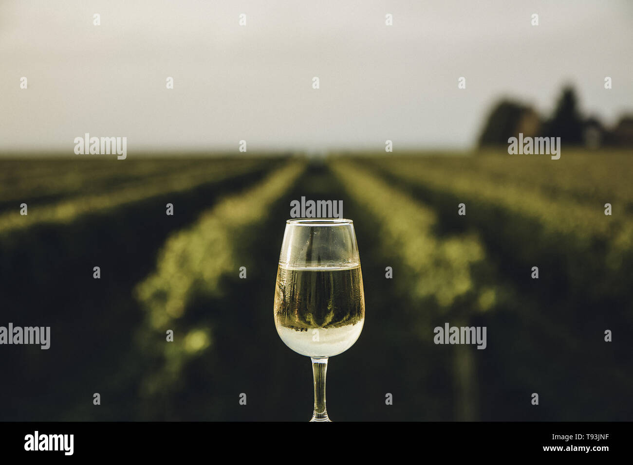 A fresh chilled glass of ice wine overlooking a Canadian vineyard during a Summer sunset - dessert wine produced from naturally frozen winter grapes Stock Photo