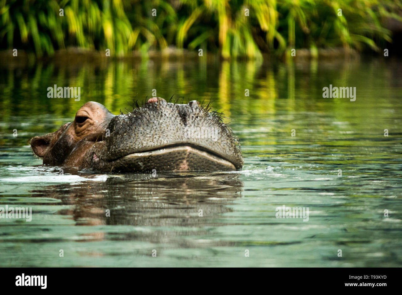 hippo swimming in water Stock Photo