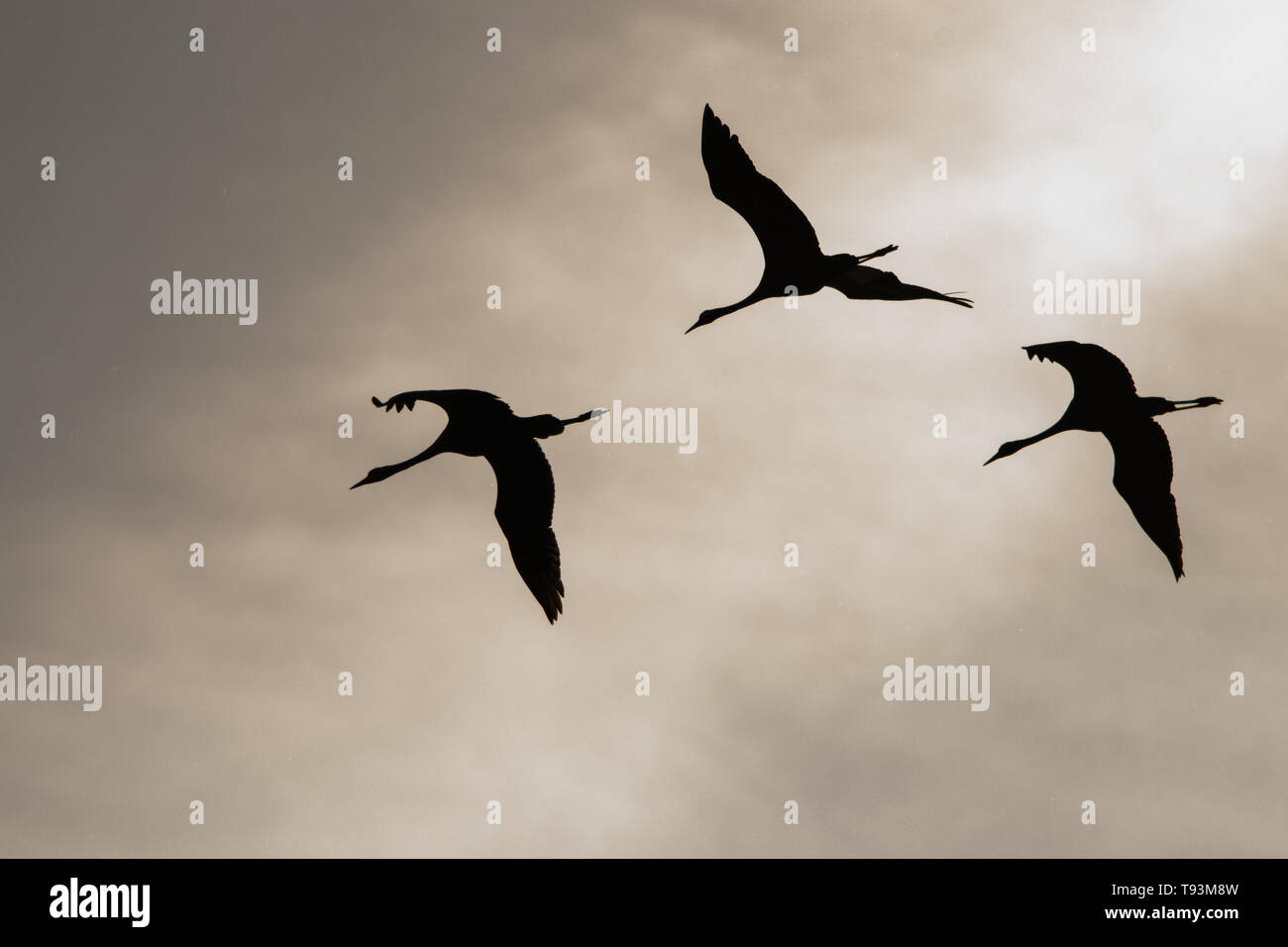 Silhouettes of birds against the sky. Common crane (Grus grus). Polesie. Ukraine Stock Photo