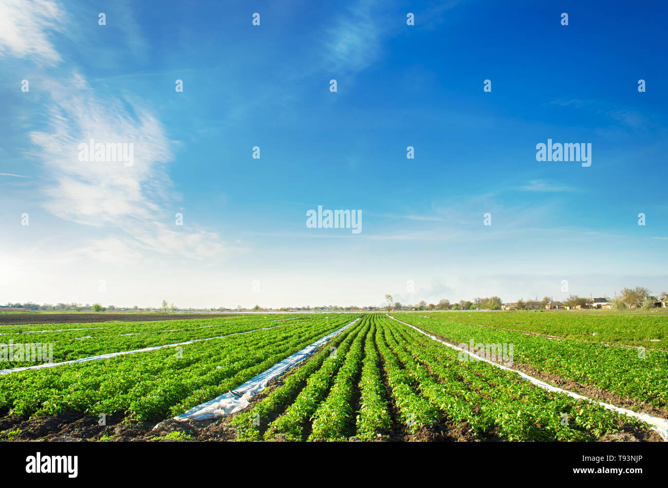 Agricultural land with potato plantations. Growing organic vegetables in the field. Vegetable rows. Agriculture. Farming. Selective focus Stock Photo