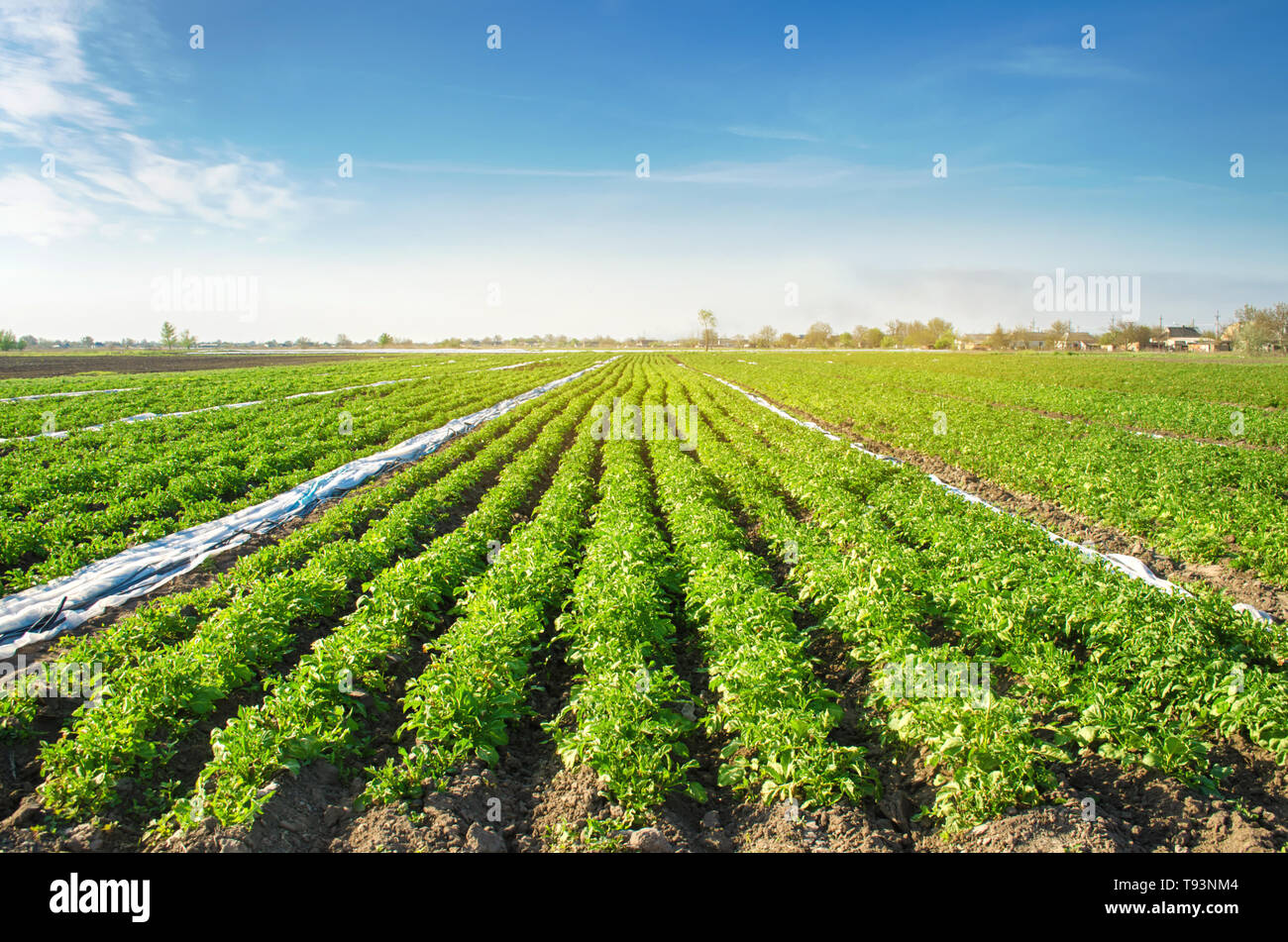Potato plantations are grow on the field on a sunny day. Growing organic vegetables in the field. Vegetable rows. Agriculture. Farming. Selective focu Stock Photo