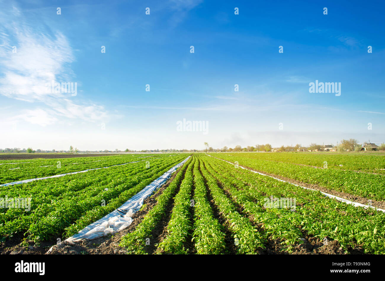 Potatoes plantations grow in the field. Vegetable rows. Farming, agriculture. Landscape with agricultural land. Fresh Organic Vegetables. Crops. Selec Stock Photo