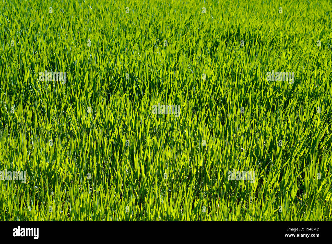 Spring field with cereals Stock Photo