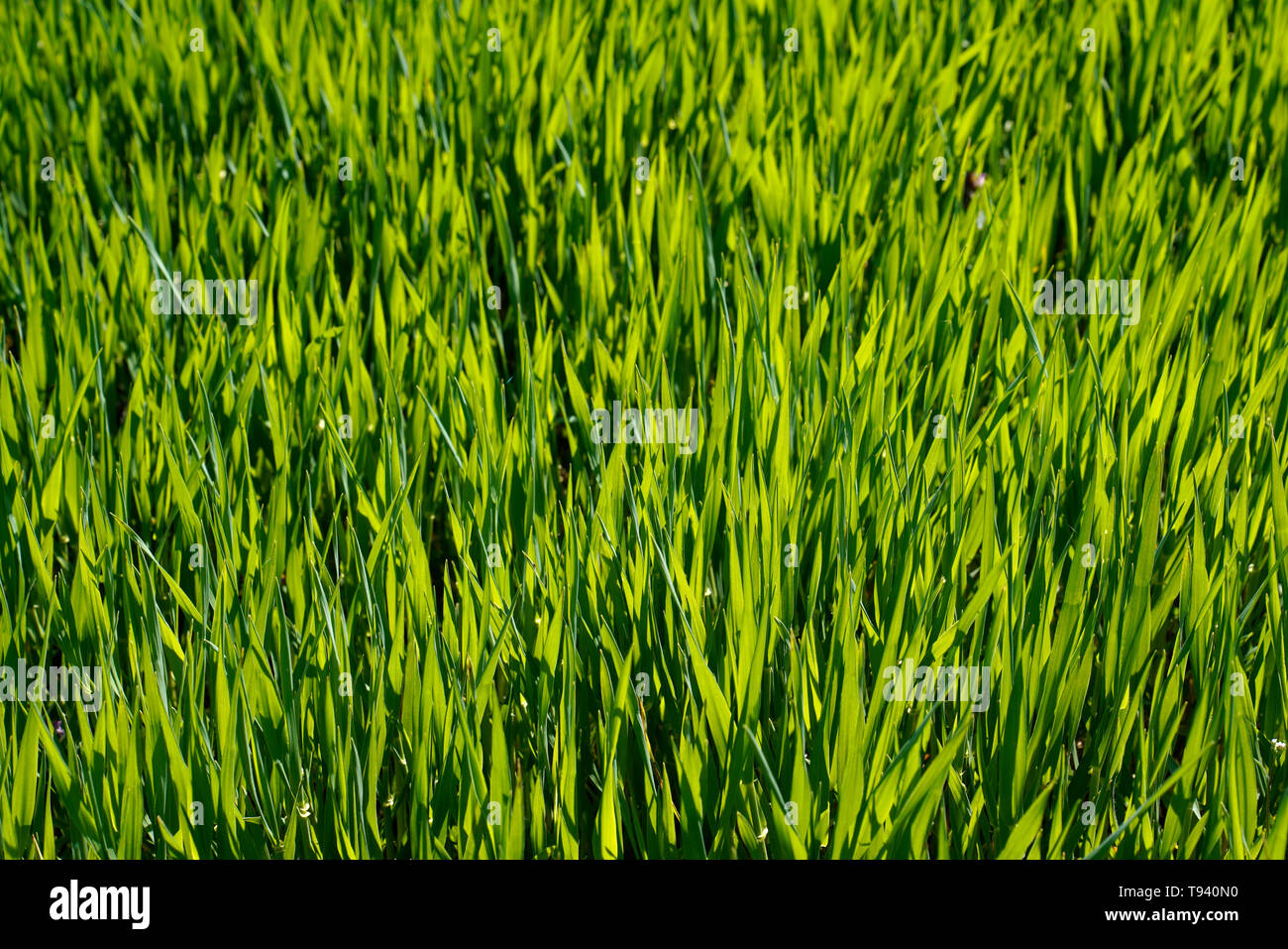 Spring field with cereals Stock Photo