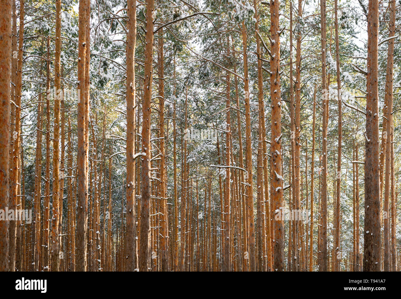 Pine forest. Long tall pines and clean air. Beautiful nature landscape