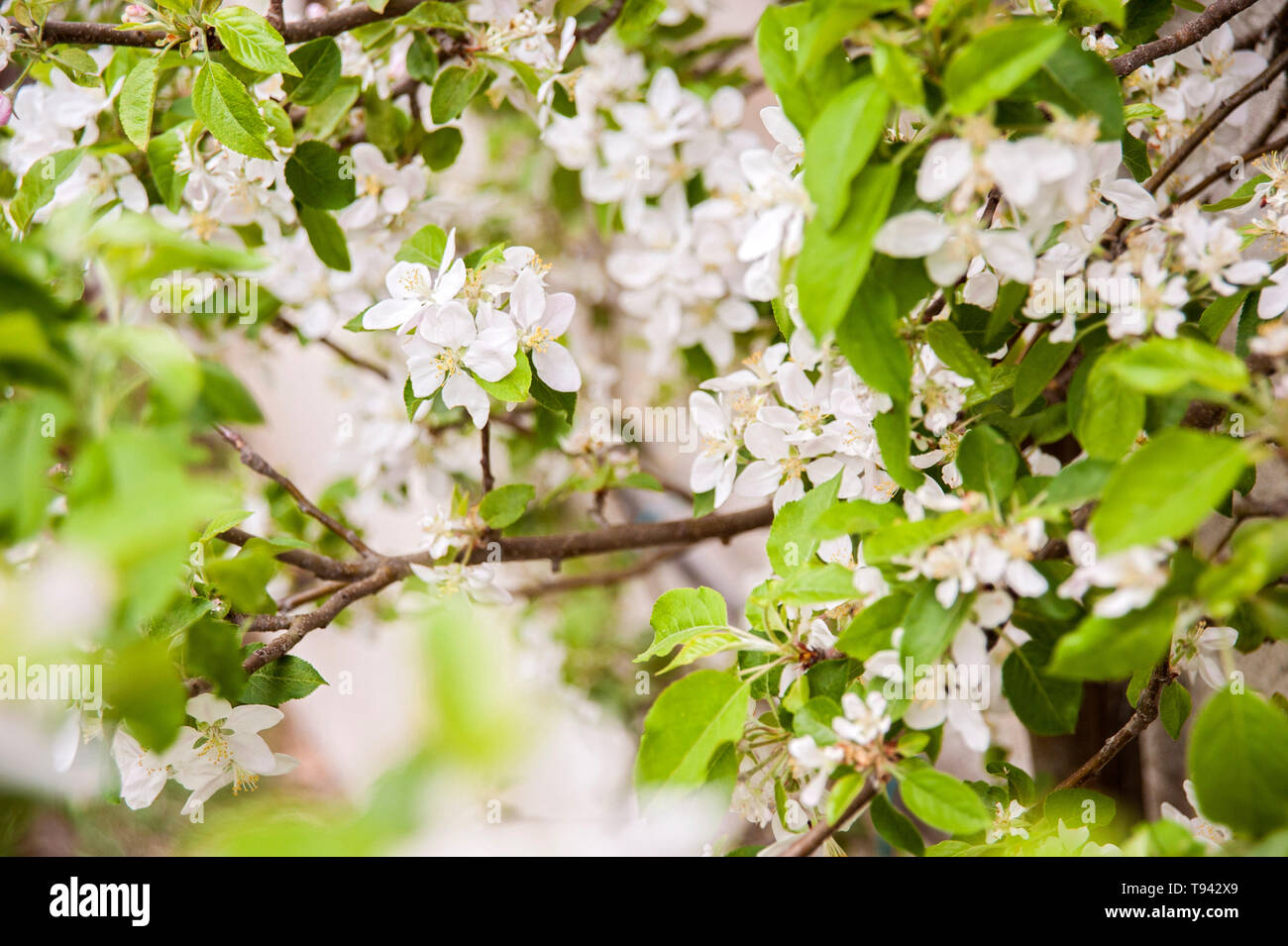 Appleblossom Stock Photo