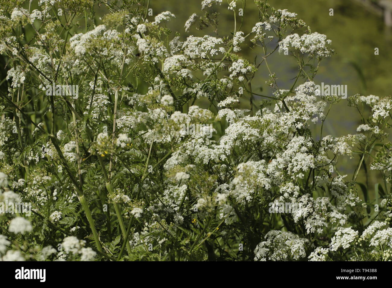 Wild flowers called cow parsley Stock Photo Alamy