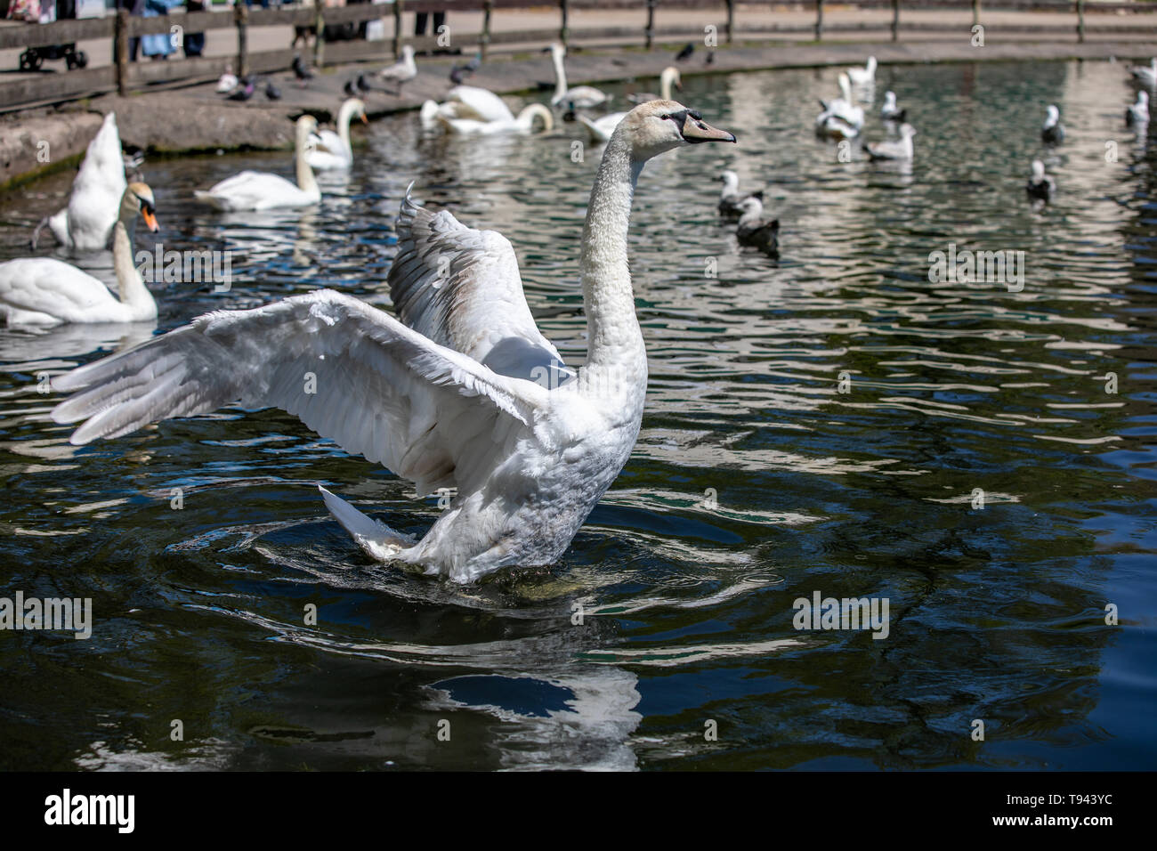 Stanley Park, Blackpool, Lancashire. Swan flapping its wings on the