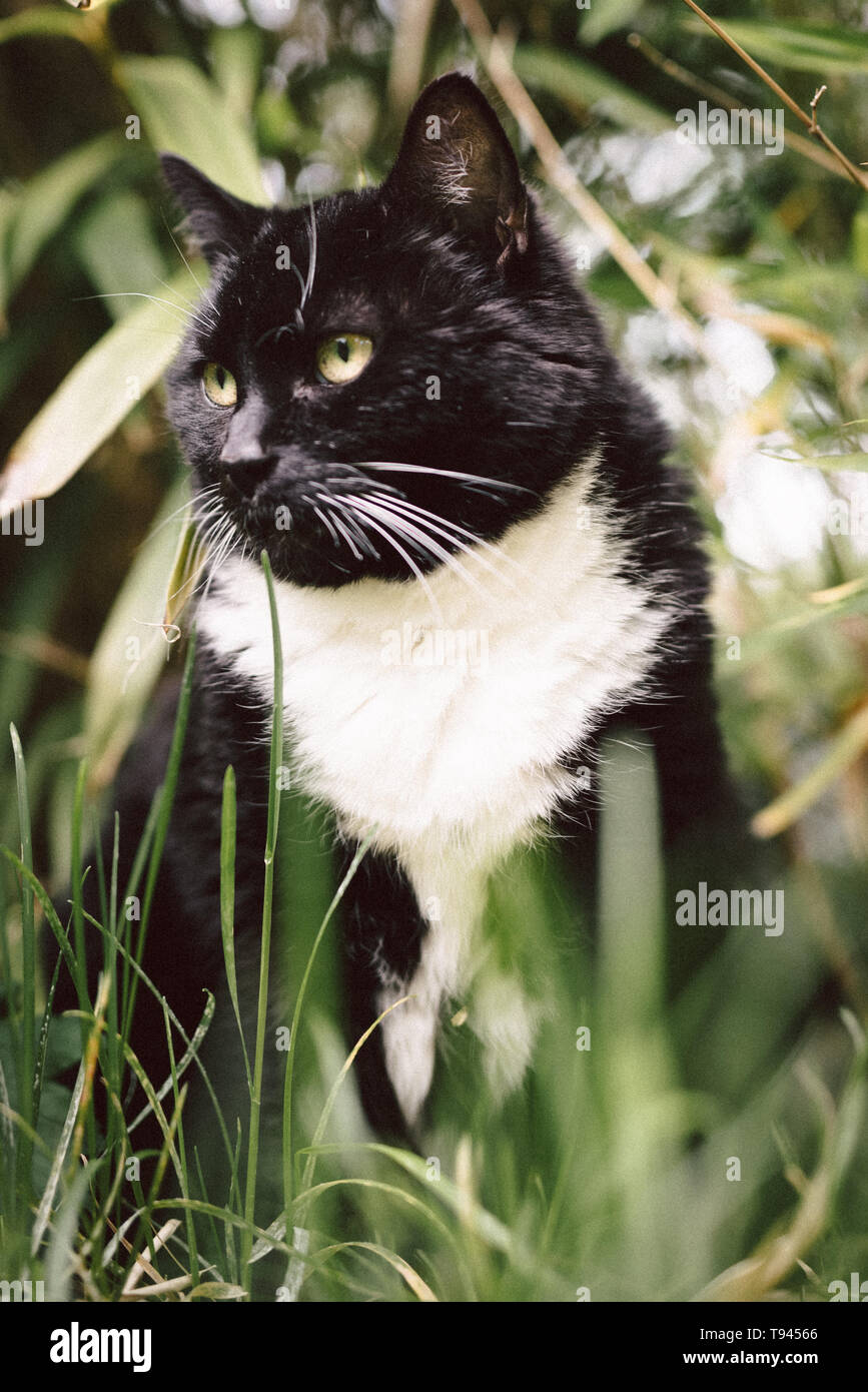 Schwarze Katze Stock Photo