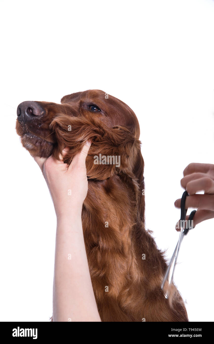 Irish setter 8364 clearance