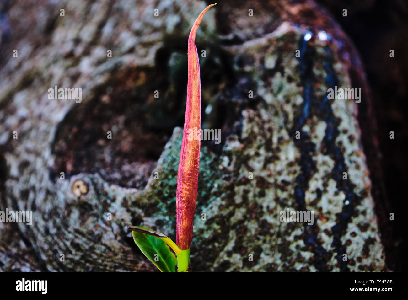 Sprout of Ficus Magnolioides Stock Photo