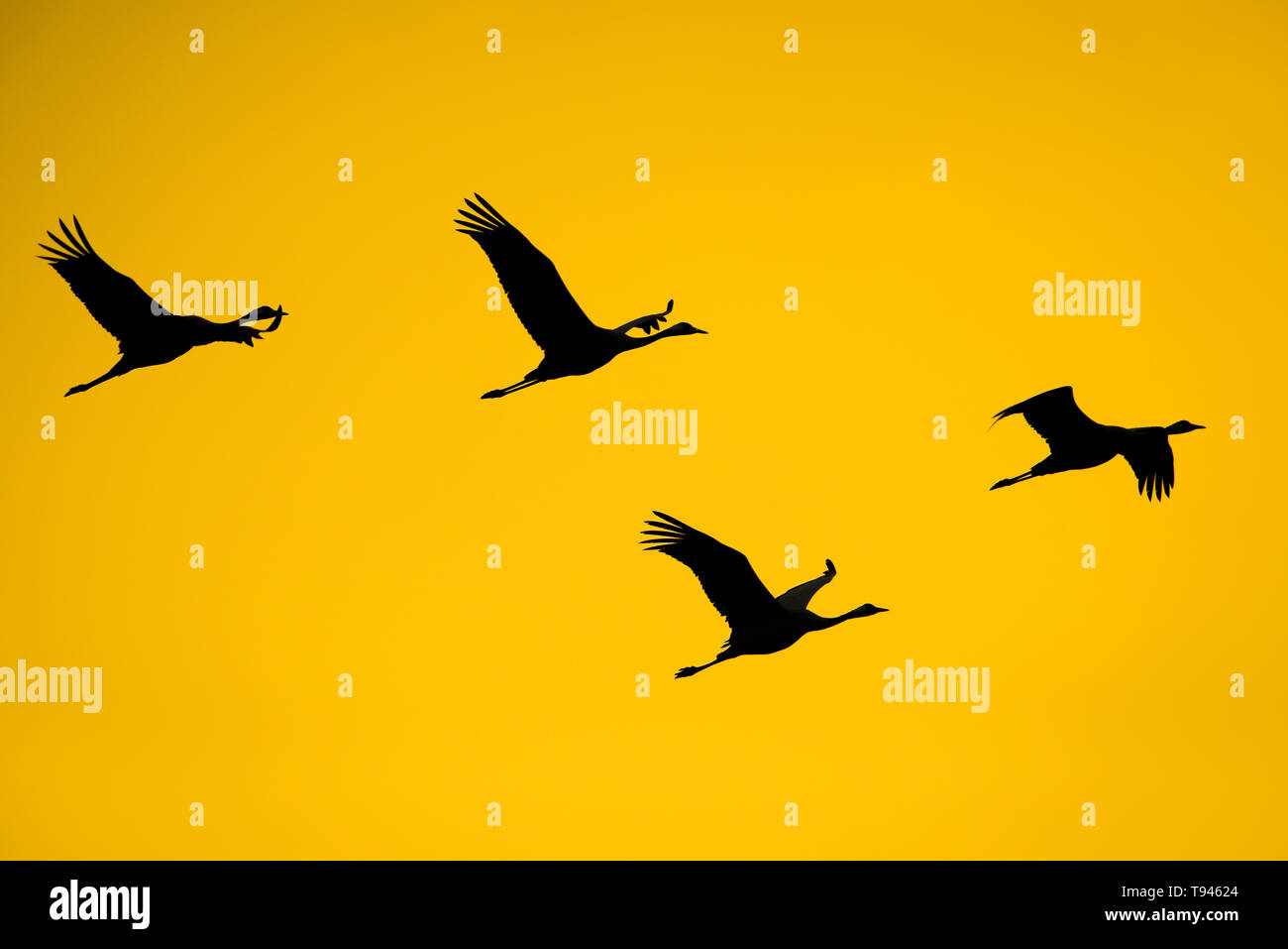 Group of cranes furrowing the sky in Extremadura, Spain Stock Photo