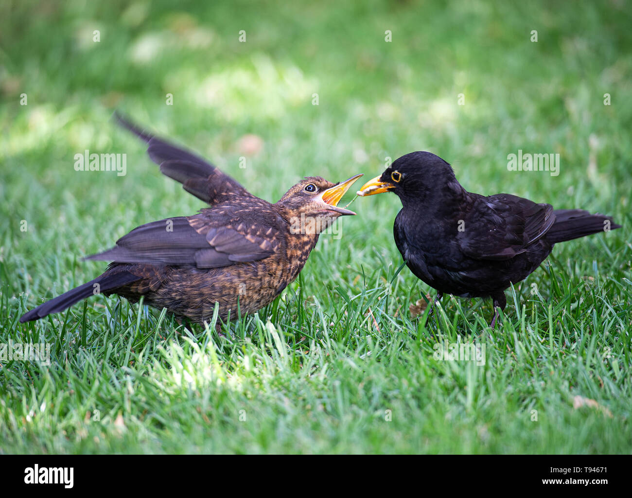 An Adult Male Blackbird Feeding a Juvenile Fledgling on Sunflower Hearts on a Lawn in a Garden in Alsager Cheshire England United Kingdom UK Stock Photo