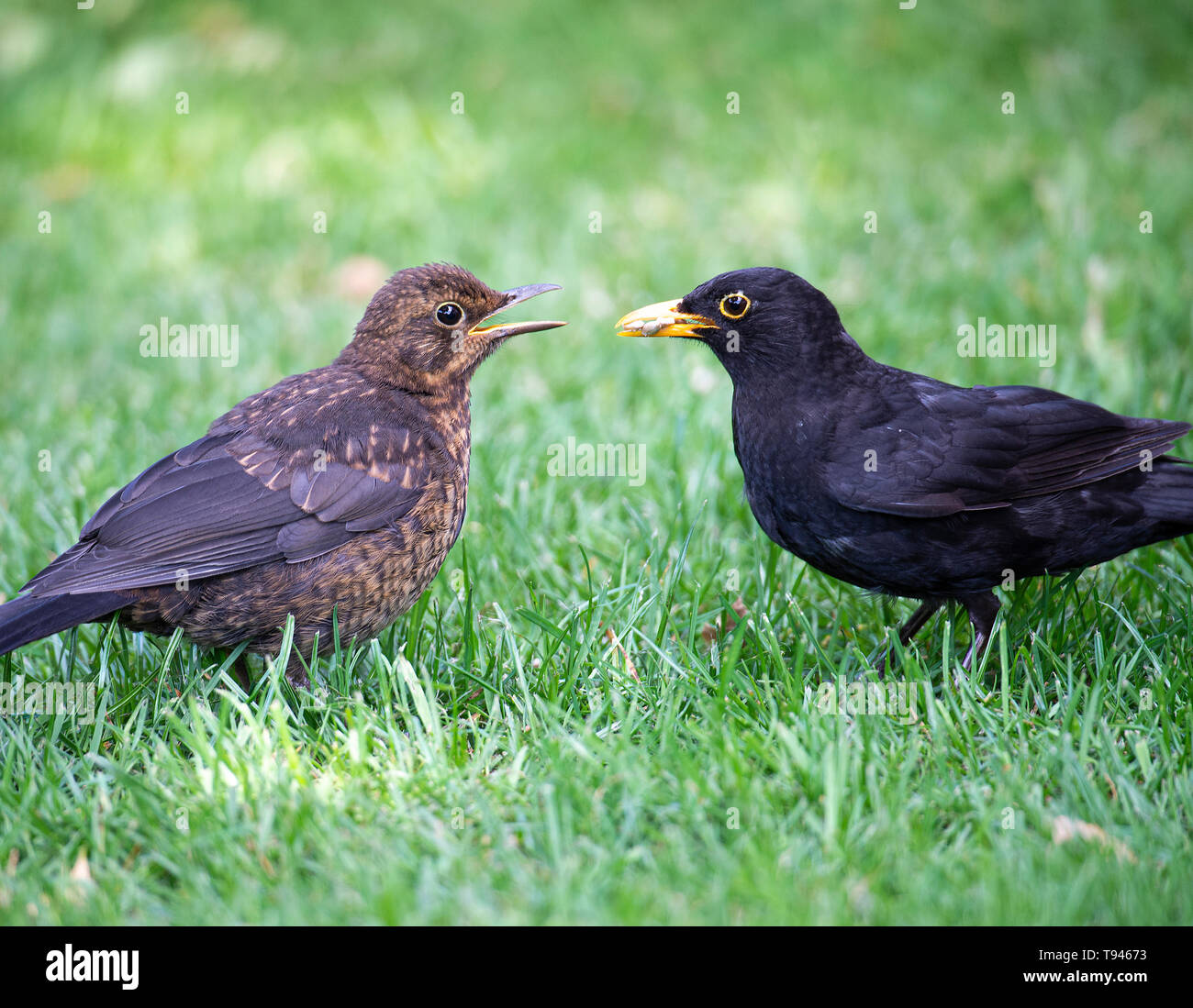 An Adult Male Blackbird Feeding a Juvenile Fledgling on Sunflower Hearts on a Lawn in a Garden in Alsager Cheshire England United Kingdom UK Stock Photo
