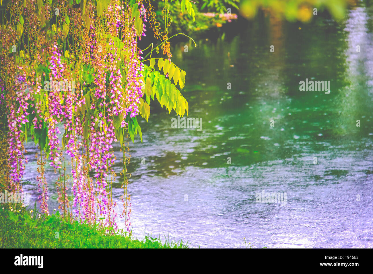 romantic spring river flower shore background with rain drops Stock Photo