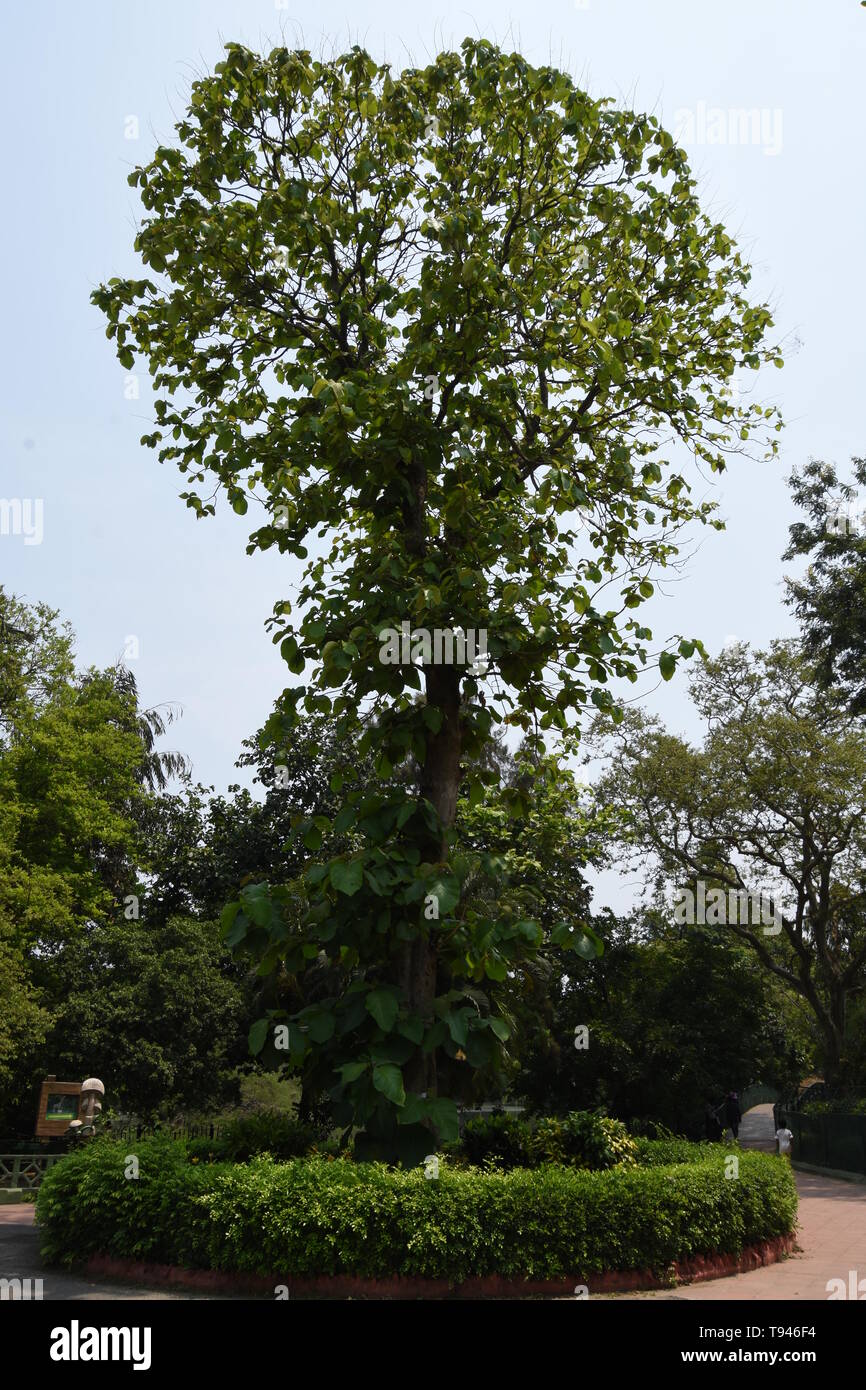 Tectona grandis or Teak at the Alipore Zoological Garden in Kolkata, India. Stock Photo