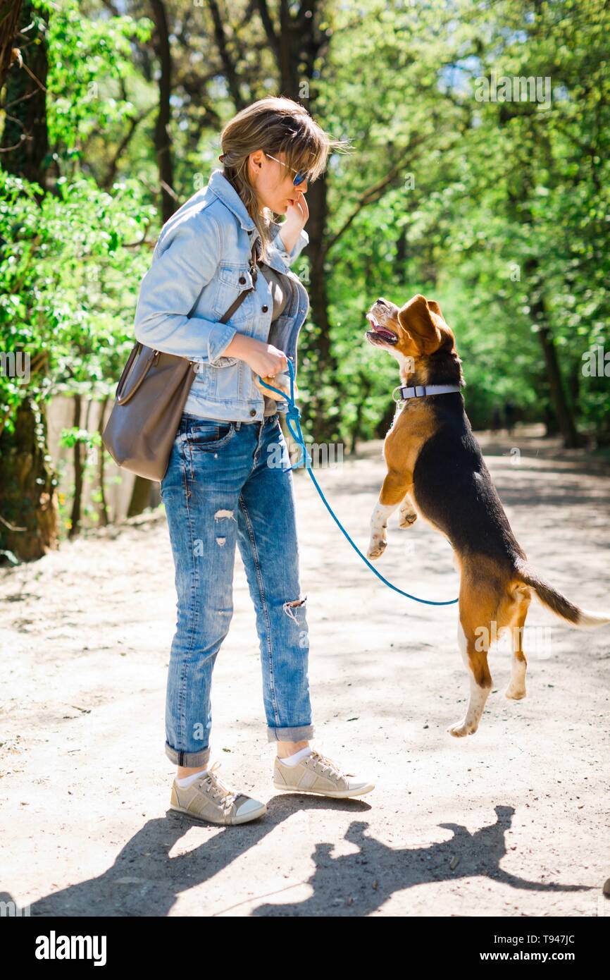 Bigle Like Dog On Leash Jumping To Get Reward Sweet Titbit From Woman Exercise Pet On Forest Road Stock Photo Alamy