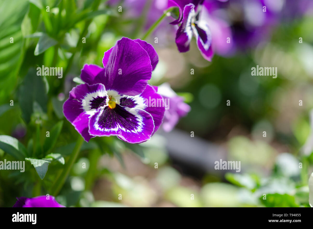 Pansy flowers or spring garden viola tricolor collection on green  background. Stock Photo