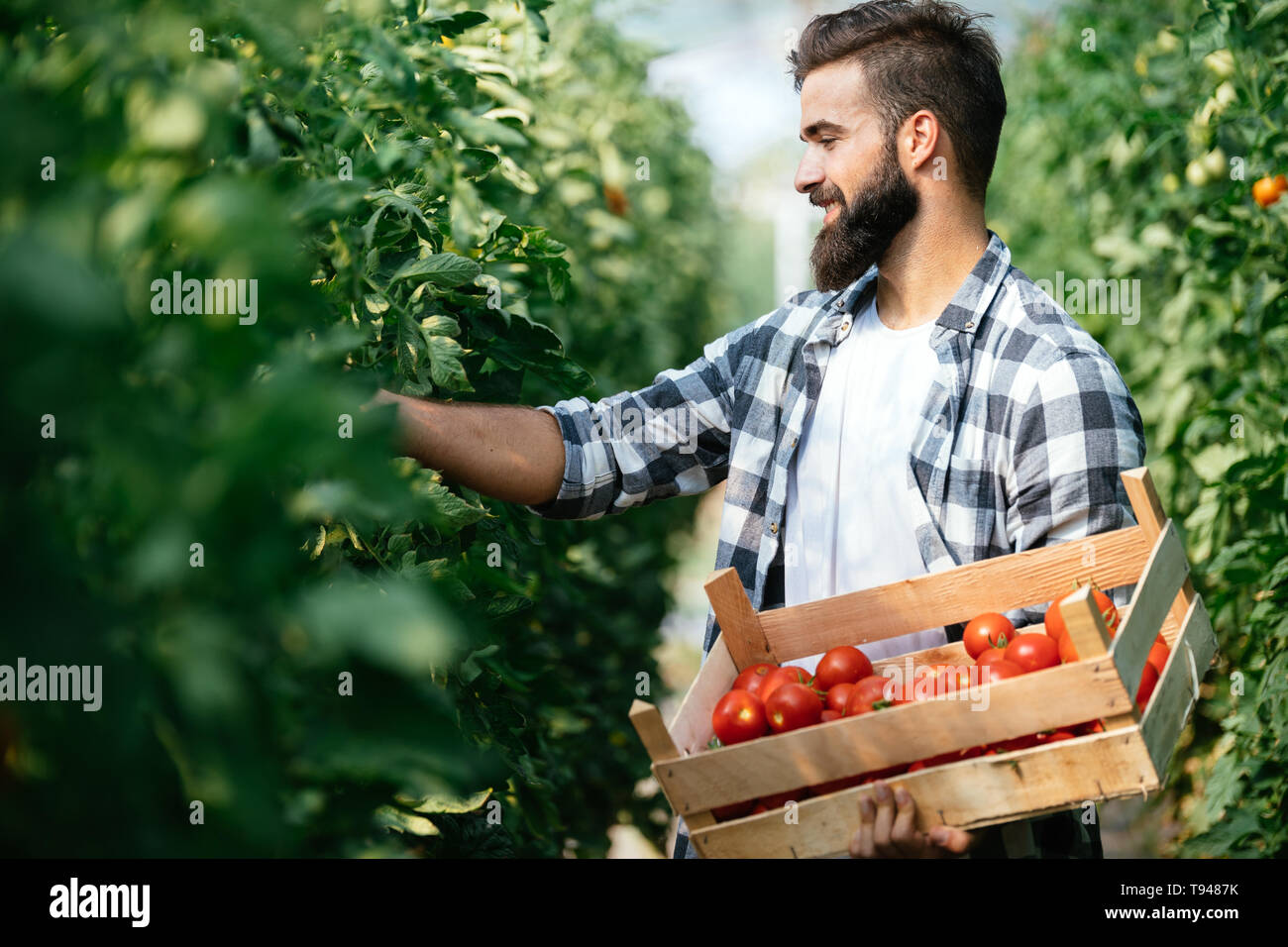 Male farmer picking fresh tomatoes from his hothouse garden Stock Photo ...