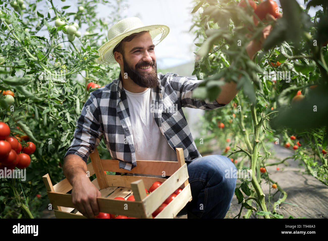 Male farmer picking fresh tomatoes from his hothouse garden Stock Photo ...