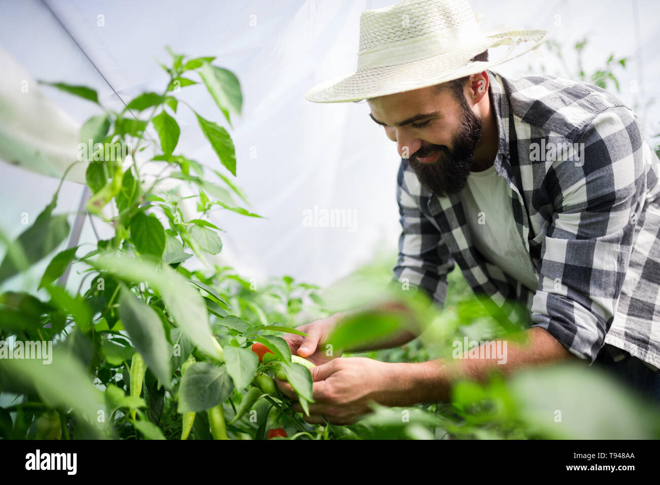 Organic farmer checking his tomatoes in a hothouse Stock Photo