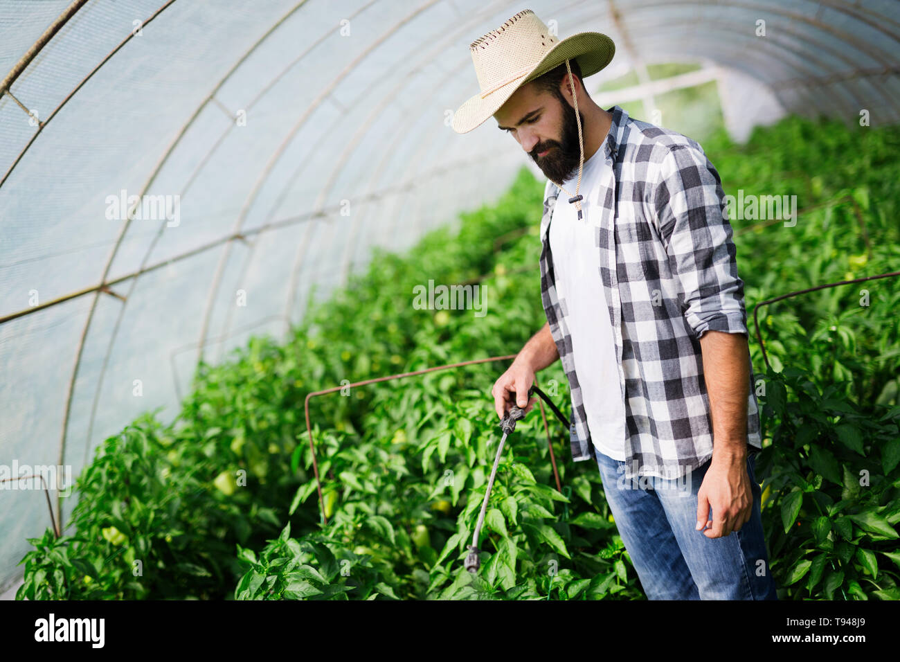 Man spraying tomato plant in greenhouse Stock Photo