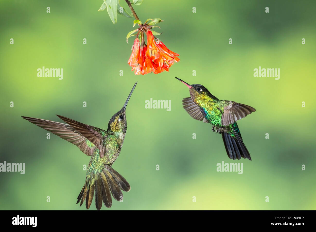fiery-throated hummingbird two birds in flight, feeding on nectar of ...