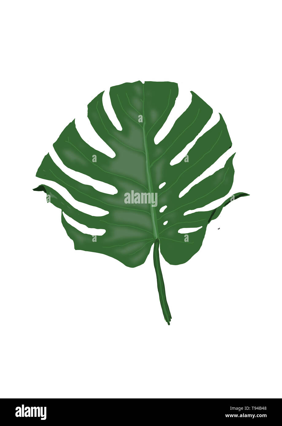 monstera leaf - illustration Stock Photo
