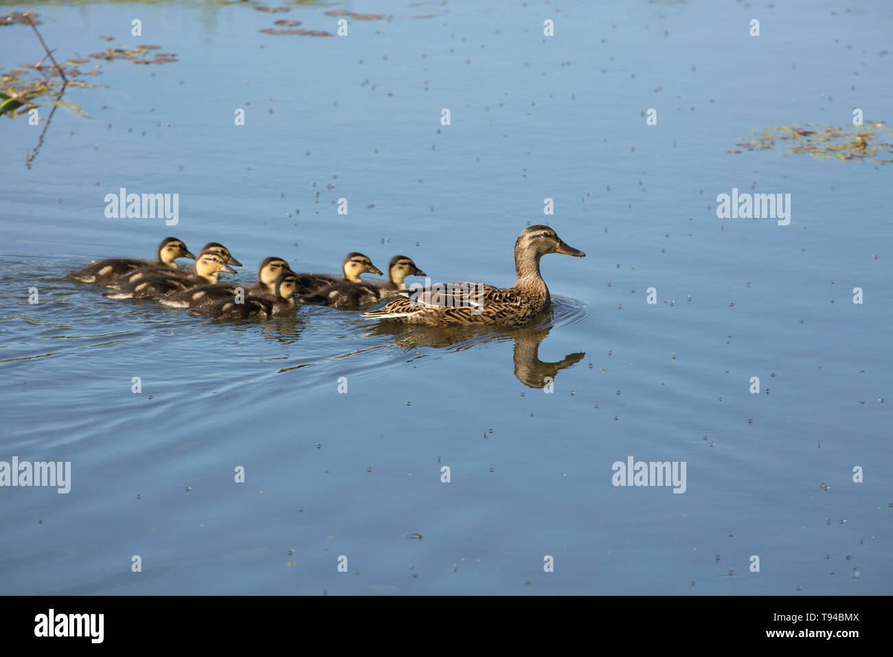 A female or hen, mallard, Anas platyrhynchos, with a brood of ducklings in May on a disused stretch of the Lancaster canal near the village of Crookla Stock Photo