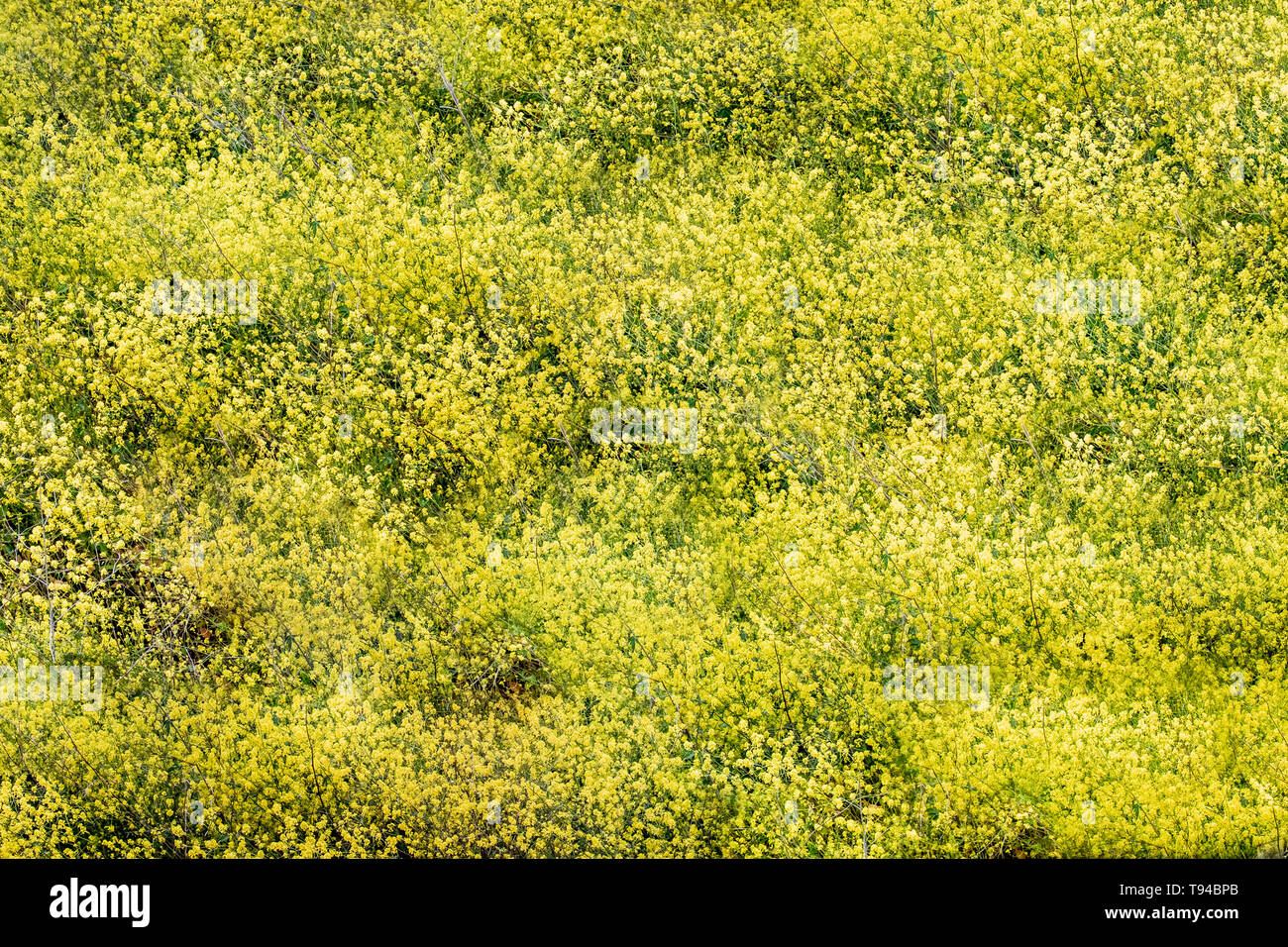 Texture of black mustard flowers Stock Photo Alamy